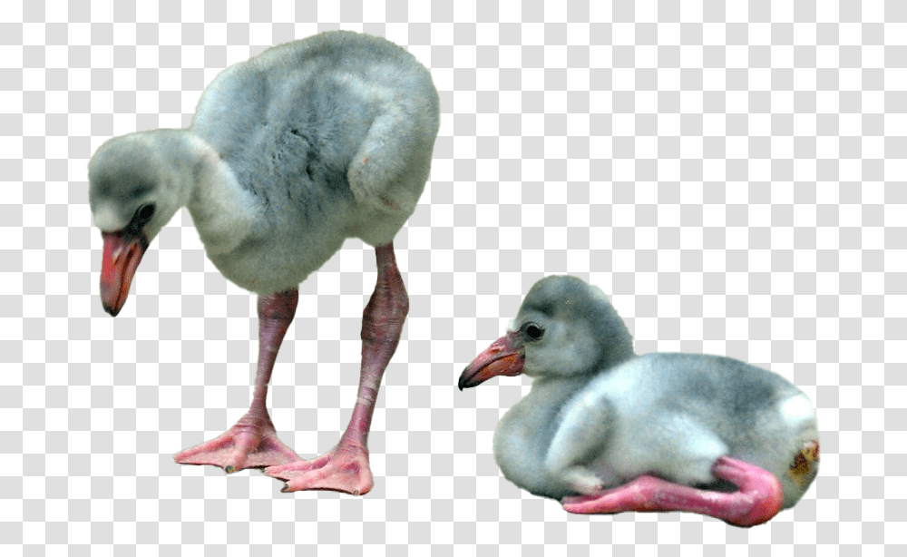 Baby Flamingo File Baby Flamingo, Bird, Animal, Beak, Dog Transparent Png
