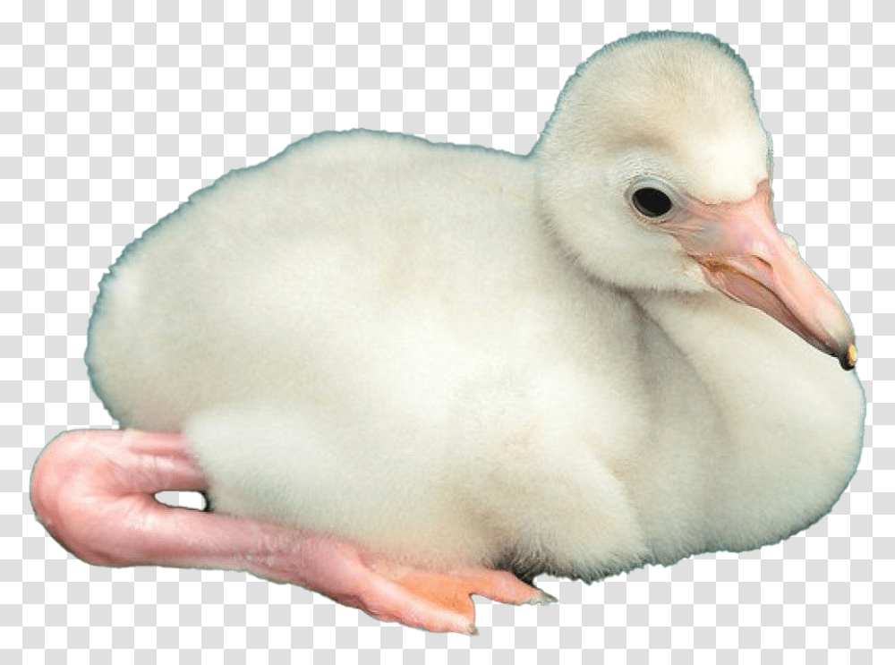Baby Flamingo Image Duck, Animal, Bird, Pet, Mammal Transparent Png