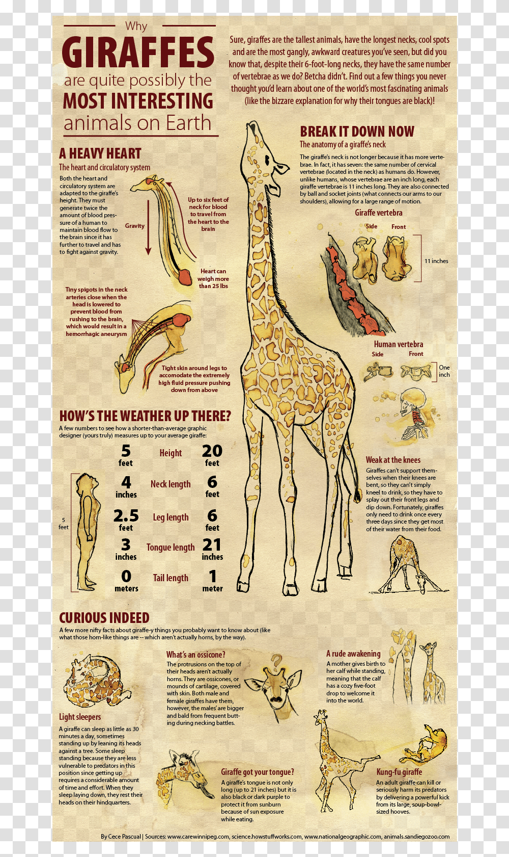 Baby Giraffe Infografia De La Jirafa, Antelope, Wildlife, Mammal Transparent Png