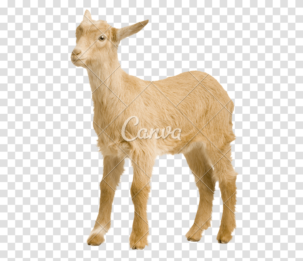 Baby Goats Pictures Goat, Mammal, Animal, Sheep Transparent Png