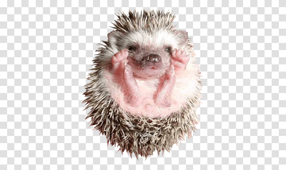 Baby Hedgehog Image Free Baby Hedgehog, Mammal, Animal, Bird, Porcupine Transparent Png