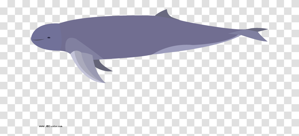 Baby Irrawaddy Dolphin Drawing Free Image Fish, Mammal, Animal, Sea Life, Whale Transparent Png