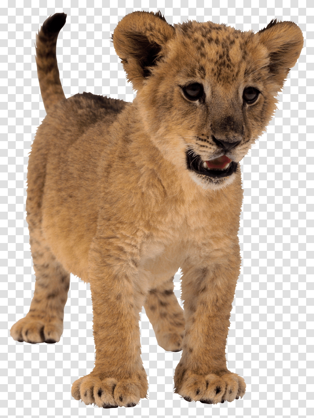 Baby Lion Background, Mammal, Animal, Wildlife, Panther Transparent Png