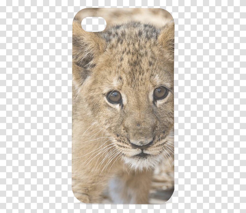 Baby Lion Hard Case For Iphone 44s Real Baby Jungle Animals, Wildlife, Mammal, Cat, Pet Transparent Png