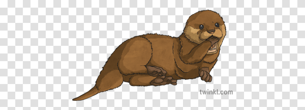 Baby Otter Illustration Twinkl Animal Figure, Mammal, Wildlife, Aardvark, Turtle Transparent Png