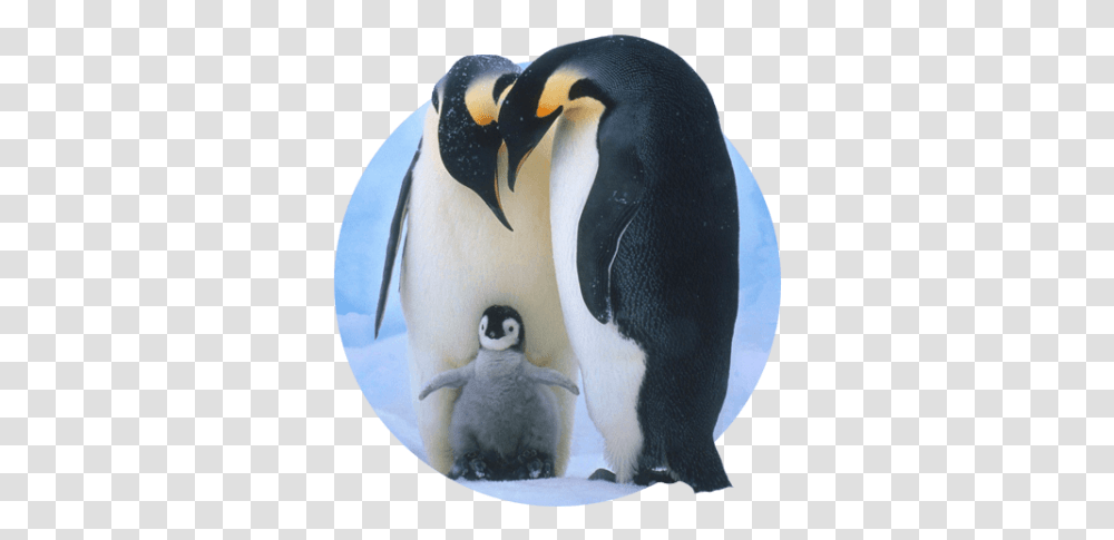 Baby Penguins Screen Saver, Bird, Animal, King Penguin Transparent Png