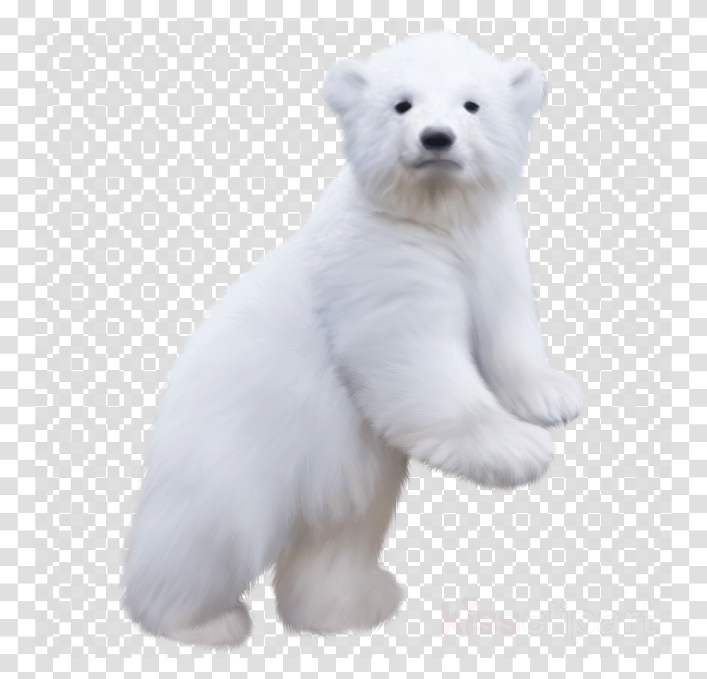Baby Polar Bear, Texture, Mammal, Animal, Dog Transparent Png