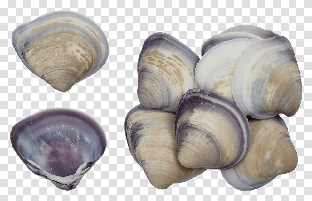 Baby Purple Clam Shell, Seashell, Invertebrate, Sea Life, Animal Transparent Png