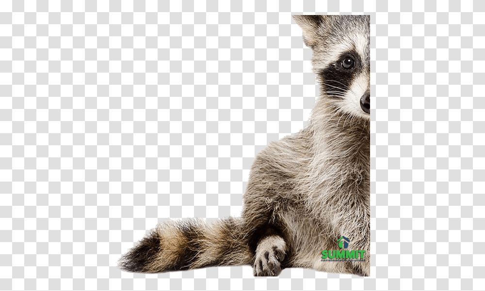 Baby Raccoon, Mammal, Animal, Dog, Pet Transparent Png