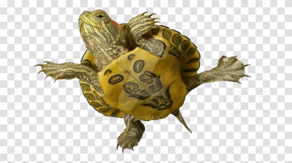 Baby Red Eared Slider Belly, Tortoise, Turtle, Reptile, Sea Life Transparent Png