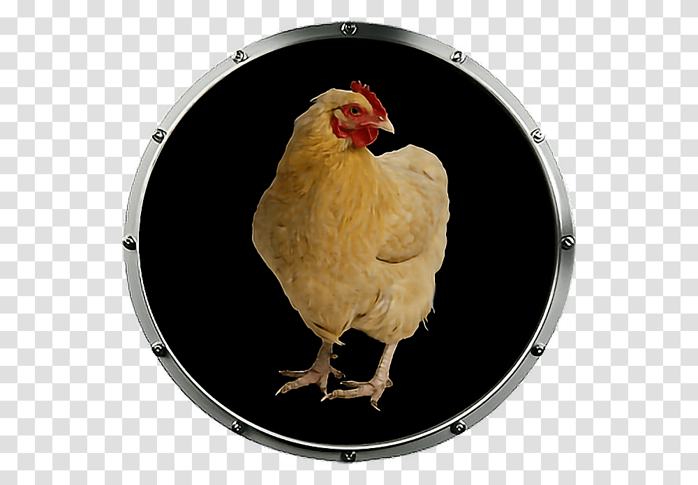 Baby Rooster, Chicken, Poultry, Fowl, Bird Transparent Png