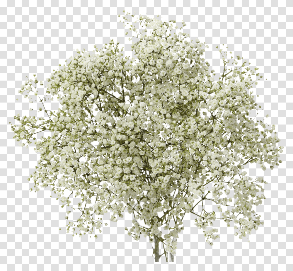 Baby's Breath Clipart Baby's Breath Flower, Plant, Blossom, Lilac, Apiaceae Transparent Png