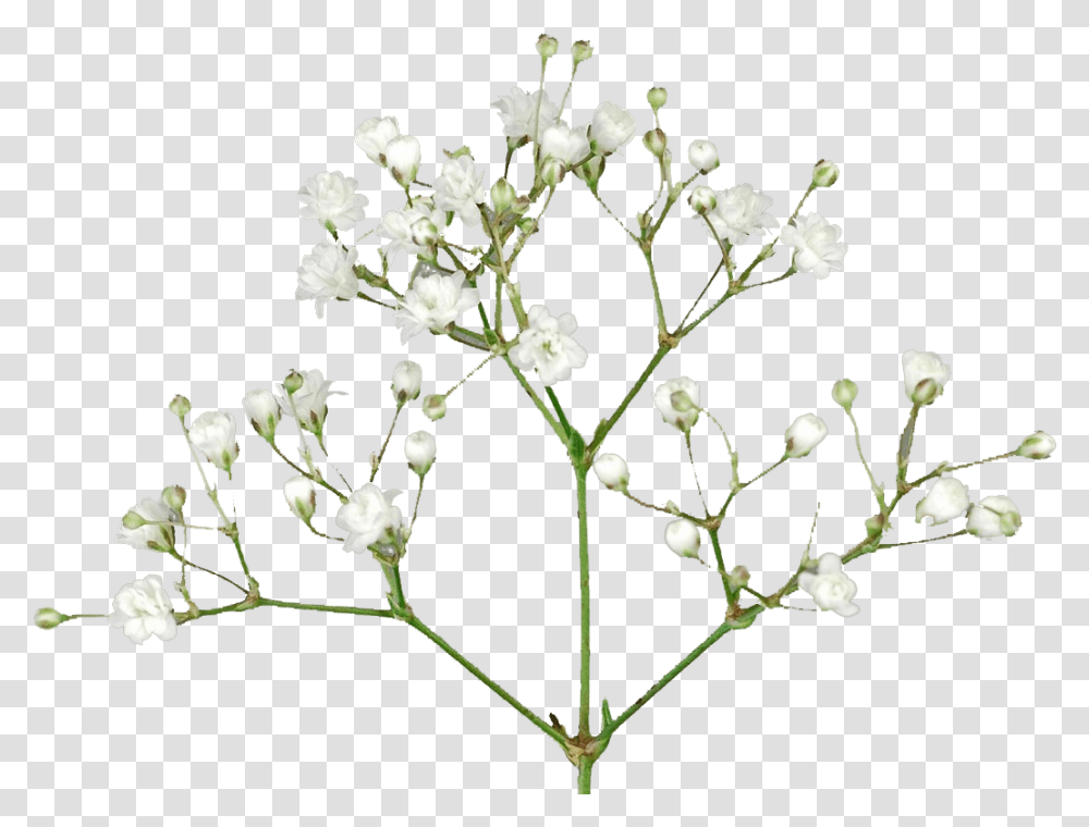 Baby's Breath Flowers Free Pic Baby Breath Flower, Plant, Blossom, Acanthaceae, Arenaria Transparent Png