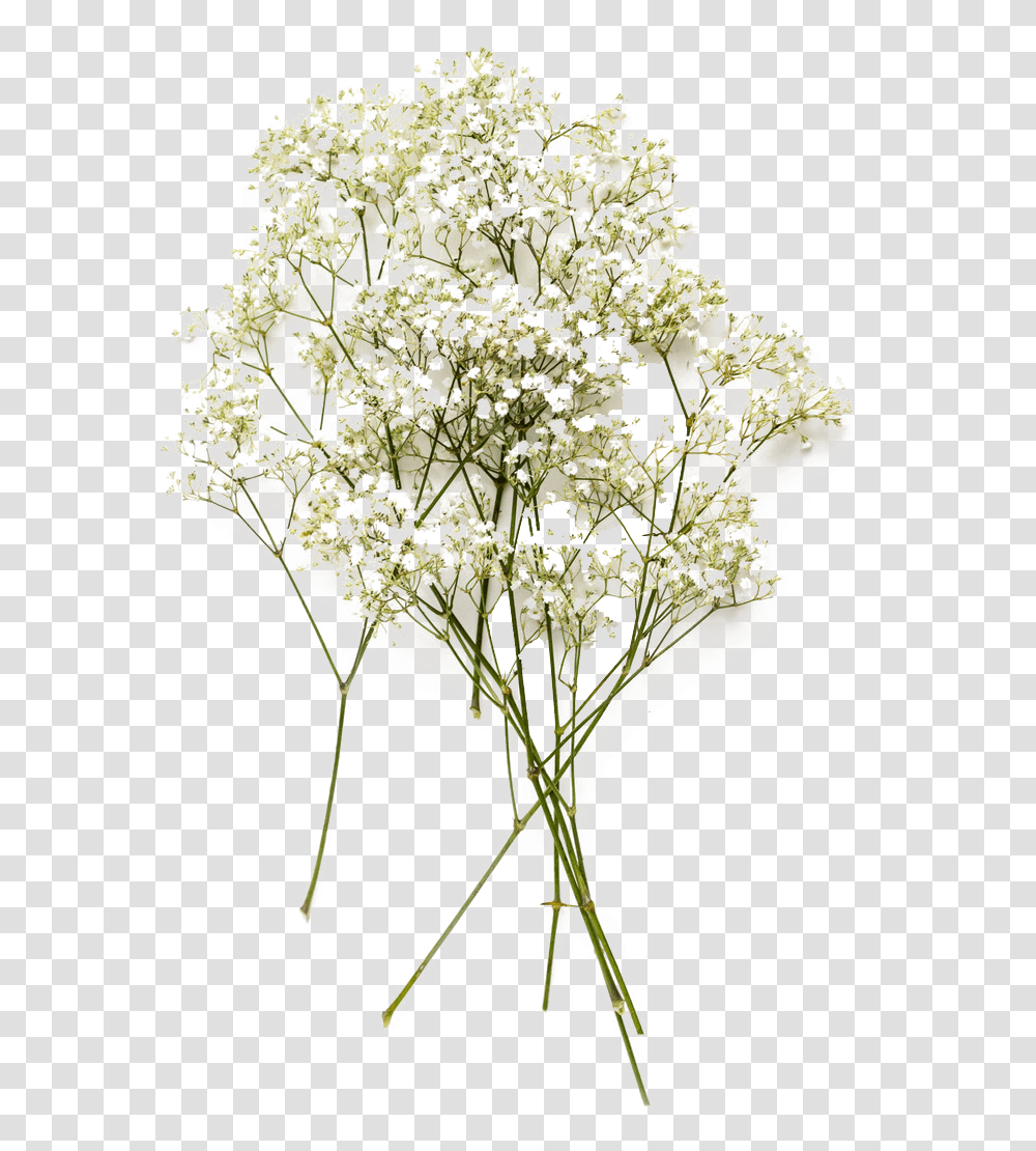 Baby's Breath Flowers Image Download Baby's Breath Flower, Plant, Vegetable, Food, Blossom Transparent Png