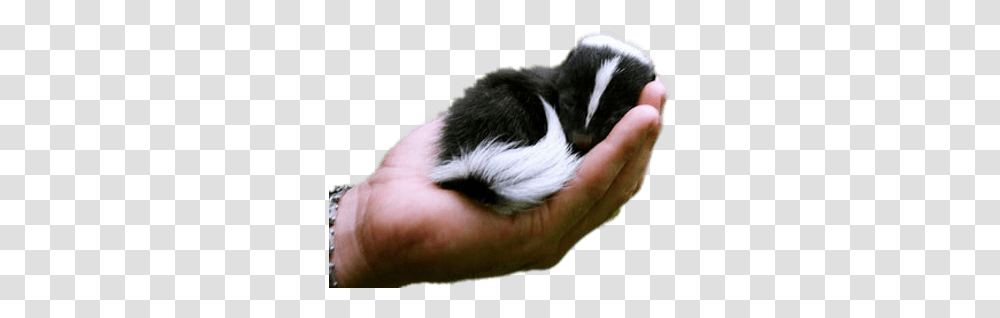 Baby Skunk In Hand Cute Exotic Baby Animals, Mammal, Wildlife, Person, Human Transparent Png