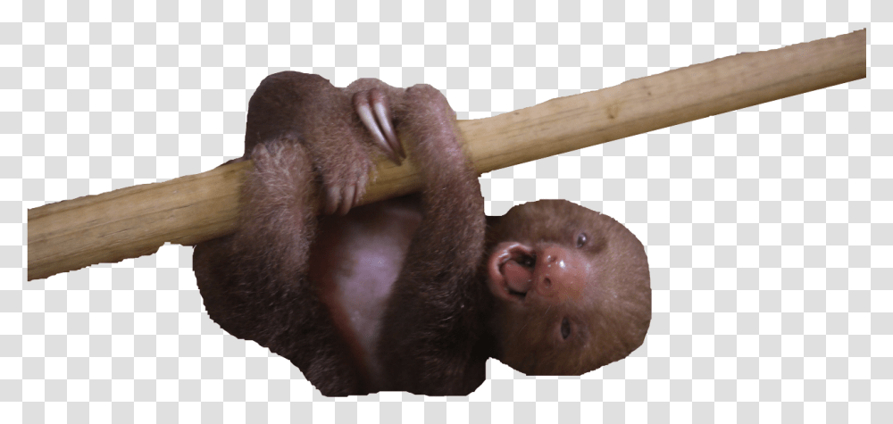 Baby Sloth, Mammal, Animal, Wildlife, Axe Transparent Png