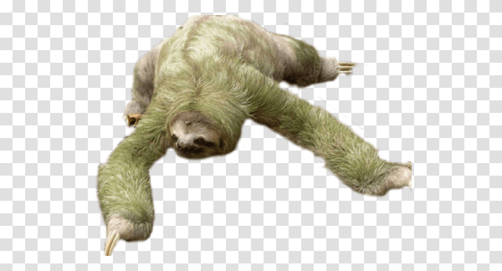 Baby Sloth Sloth, Wildlife, Animal, Mammal, Three-Toed Sloth Transparent Png