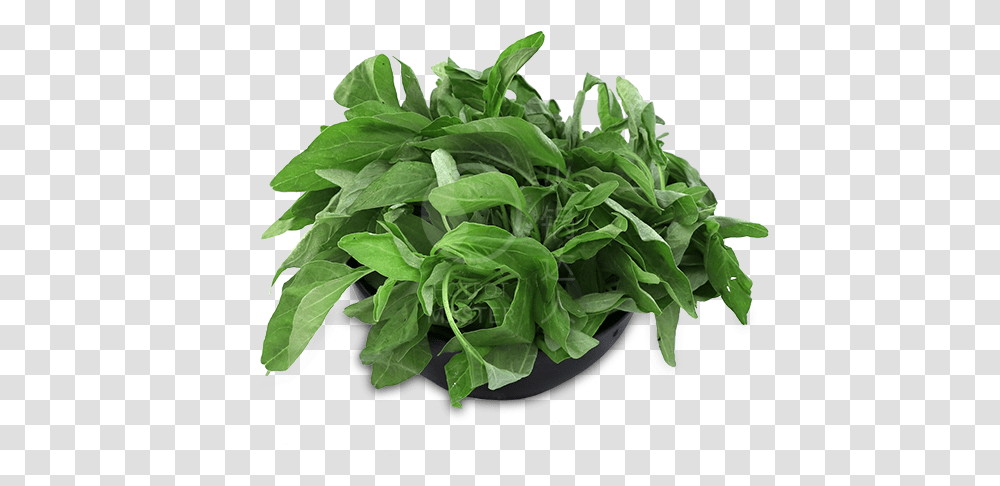 Baby Spinach 150g Houseplant, Vegetable, Food, Leaf, Lettuce Transparent Png