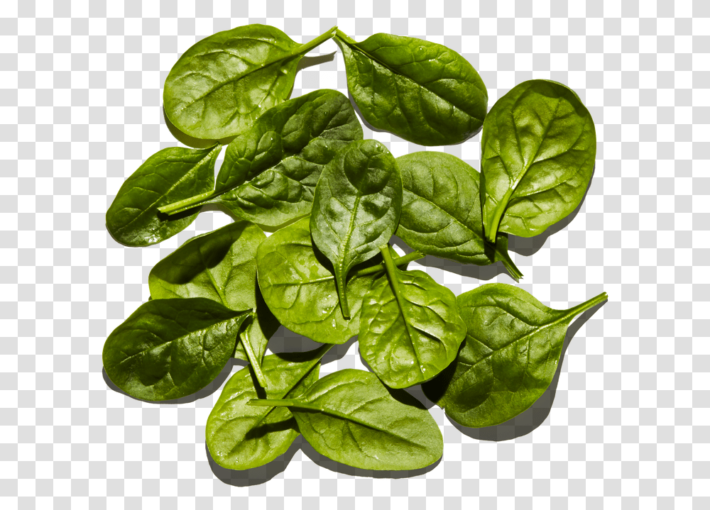 Baby Spinach Houseplant, Vegetable, Food, Leaf Transparent Png