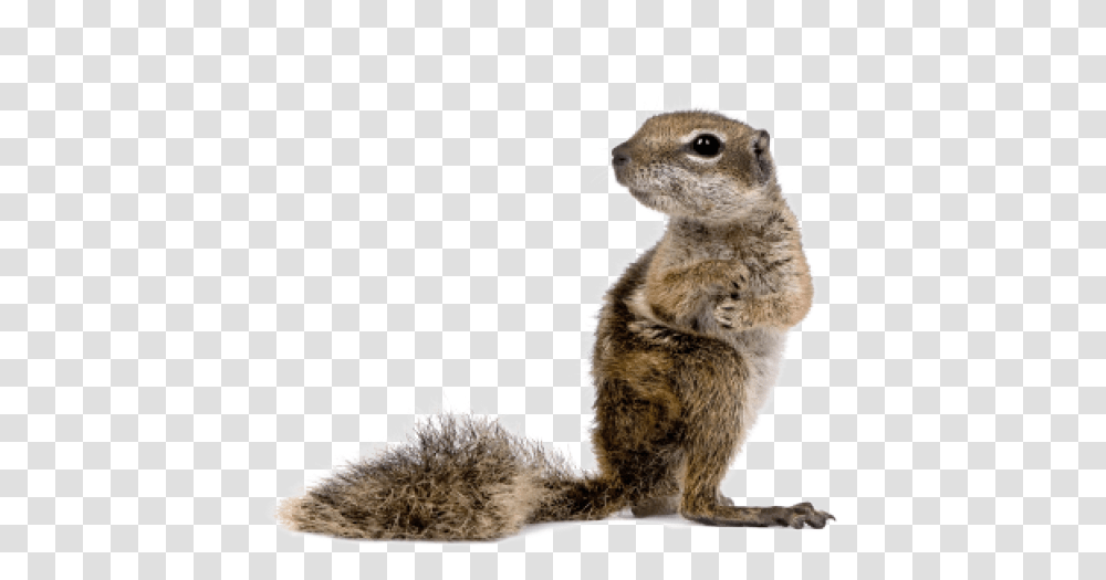 Baby Squirrel Background Ground Squirrel, Mammal, Animal, Panther, Wildlife Transparent Png