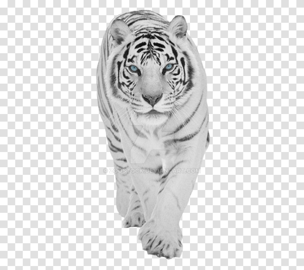 Baby Tiger 1080p White Tiger Wallpaper Hd, Wildlife, Mammal, Animal, Drawing Transparent Png