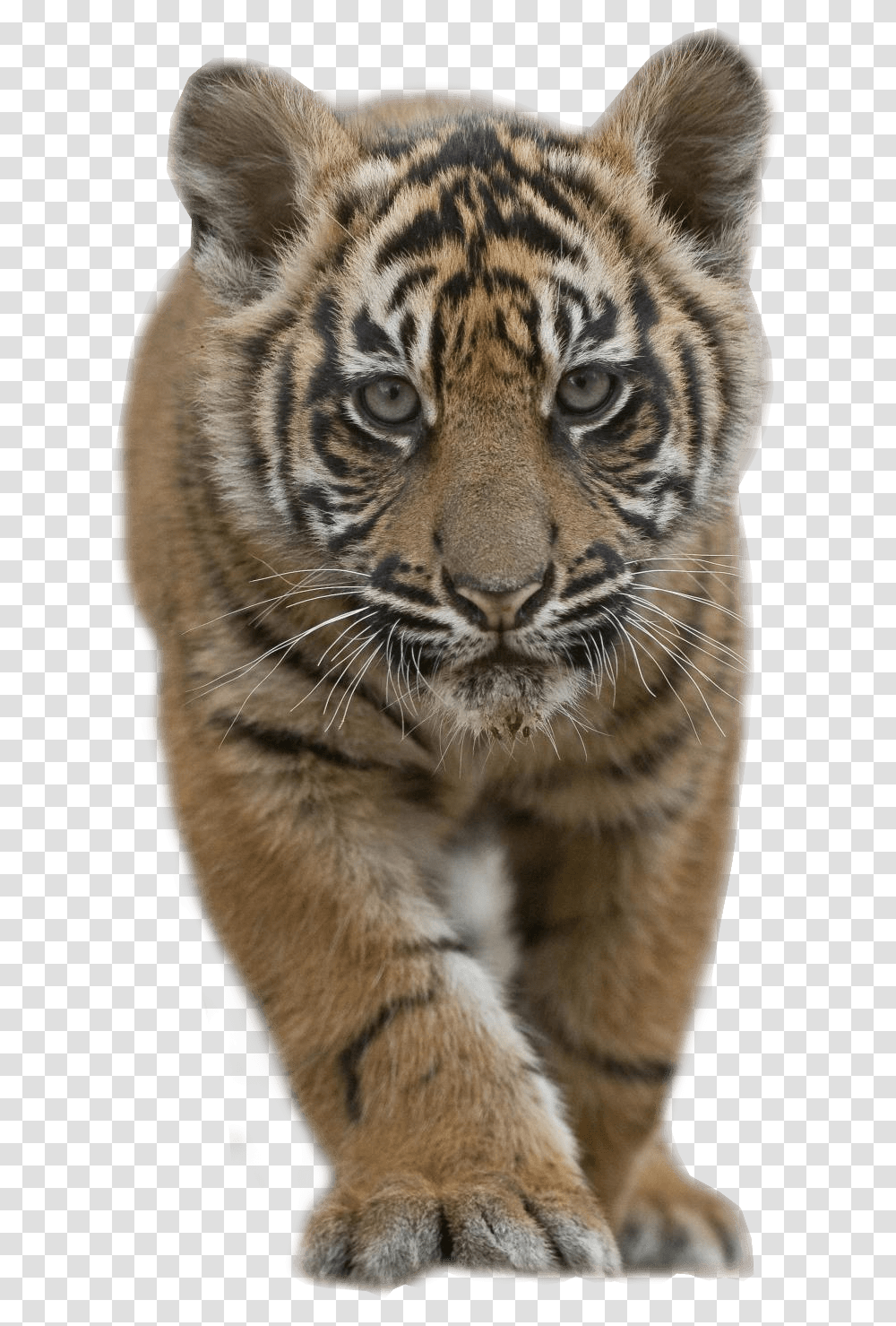 Baby Tiger Tiger Cub, Wildlife, Mammal, Animal, Cat Transparent Png