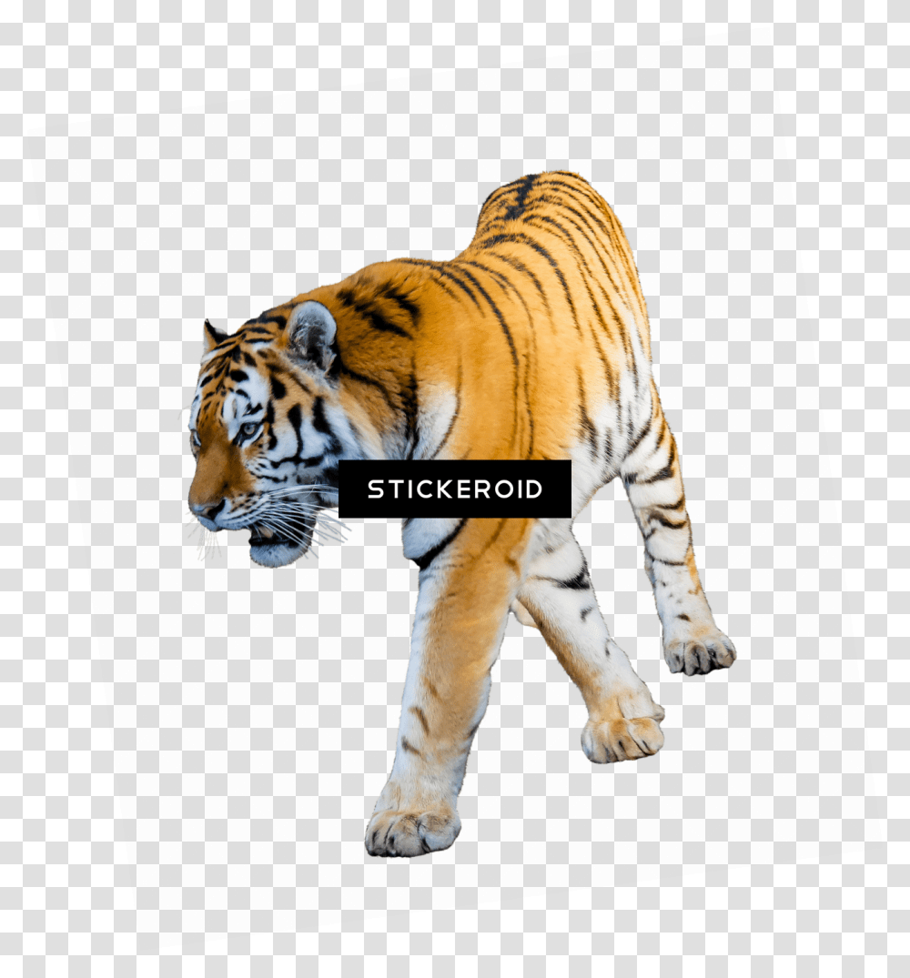 Baby Tiger Tiger With White Background, Wildlife, Mammal, Animal Transparent Png