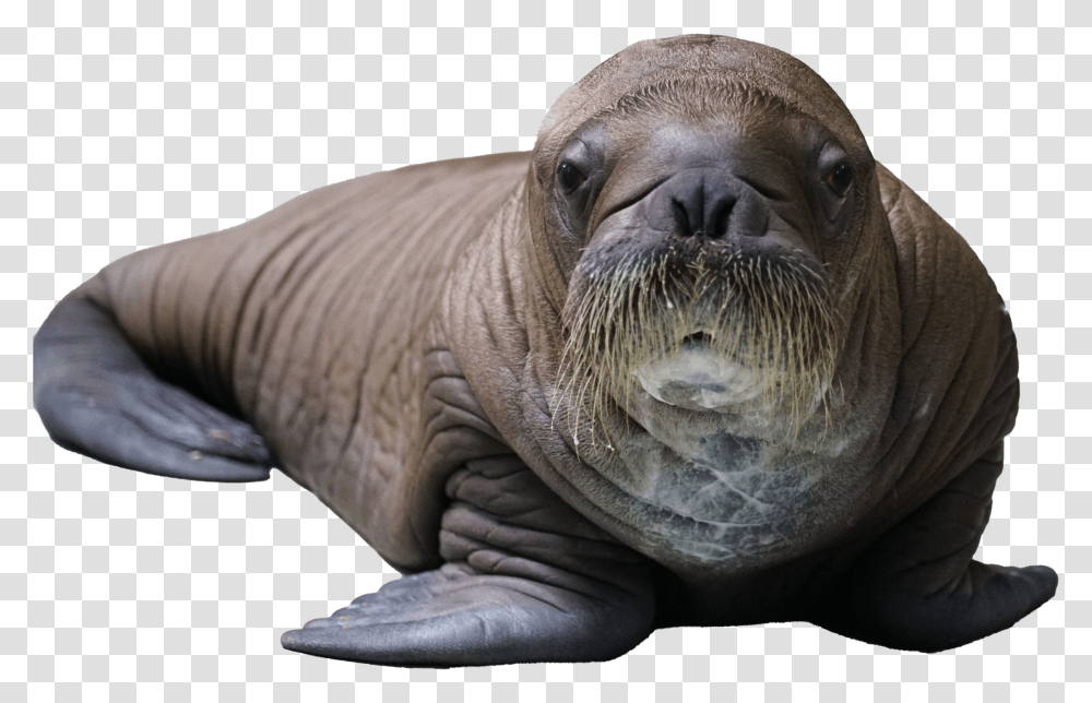 Baby Walrus Born At Seaworld Transparent Png