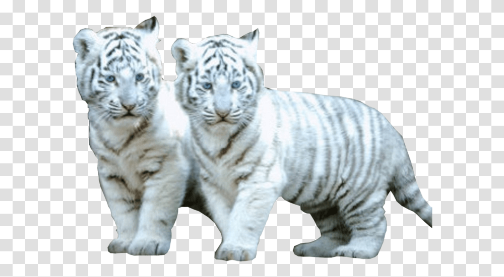Baby White Tiger Gif, Wildlife, Mammal, Animal, Zoo Transparent Png