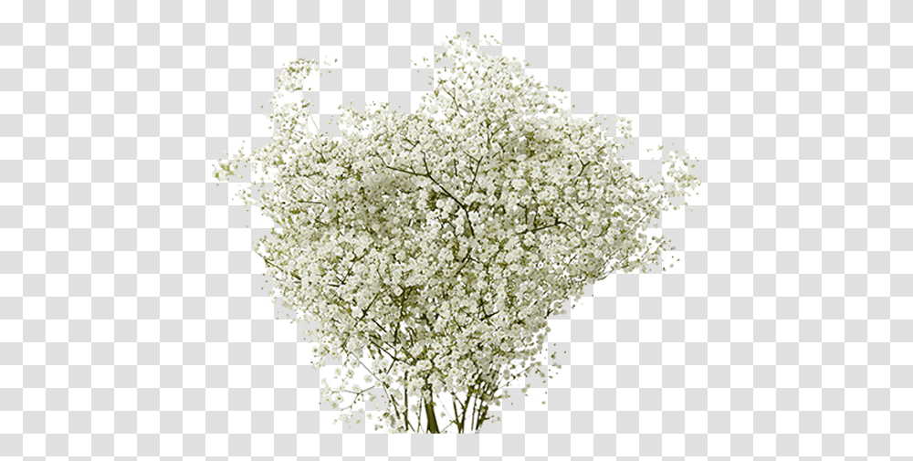 Baby's Breath, Plant, Flower, Blossom, Lilac Transparent Png