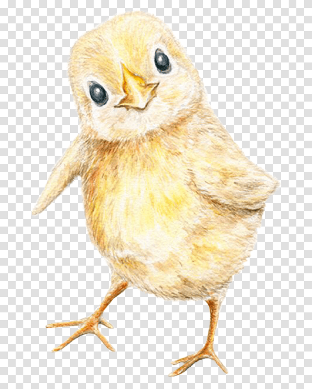 Babychick Freetoedit Perching Bird, Animal, Poultry, Fowl, Chicken Transparent Png