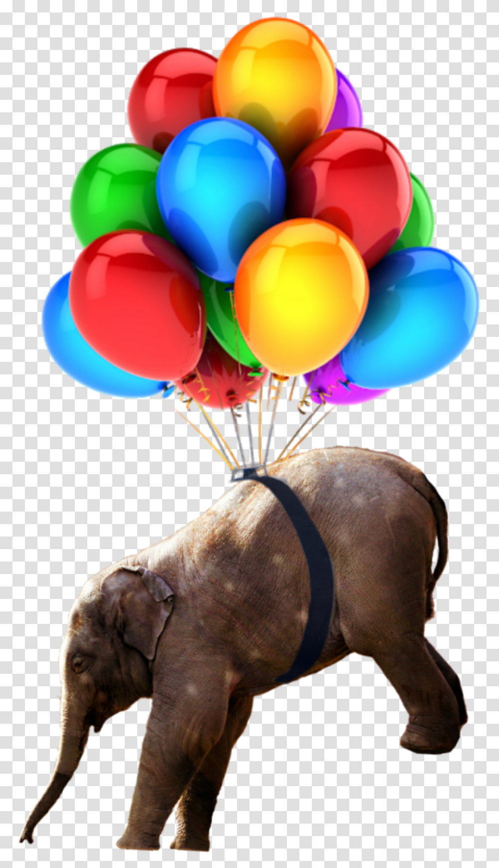 Babyelephant Nobackground Elephant Balloons Hd Birthday Images Balloons, Wildlife, Mammal, Animal Transparent Png