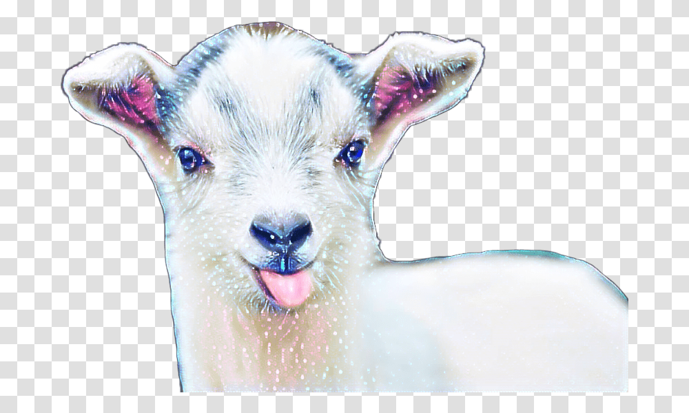 Babygoat Challenge Baby Goat, Mammal, Animal, Dog, Pet Transparent Png