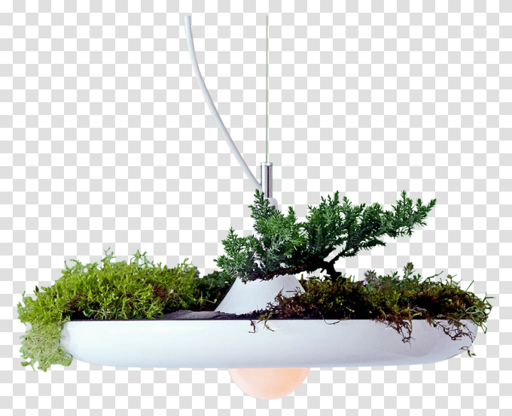 Babylon Light 0 Svetilniki S Zelenyu, Plant, Tree, Potted Plant, Vase Transparent Png
