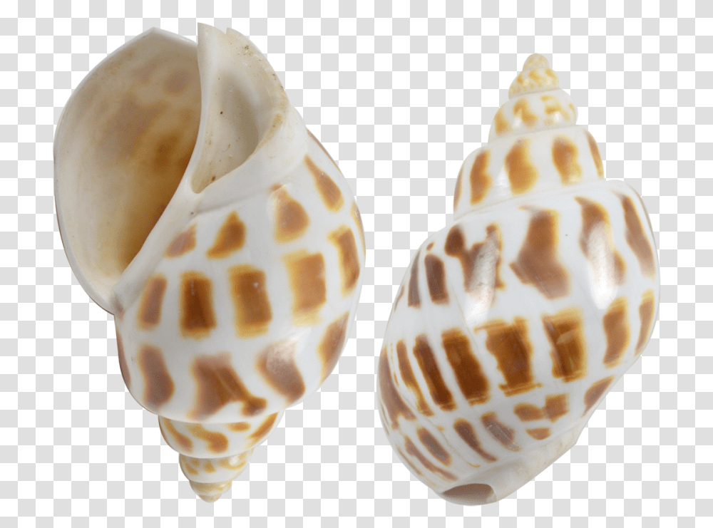 Babylonia Aerolata Polished Snail Shells 2 2 Babylonia Shell, Conch, Seashell, Invertebrate, Sea Life Transparent Png