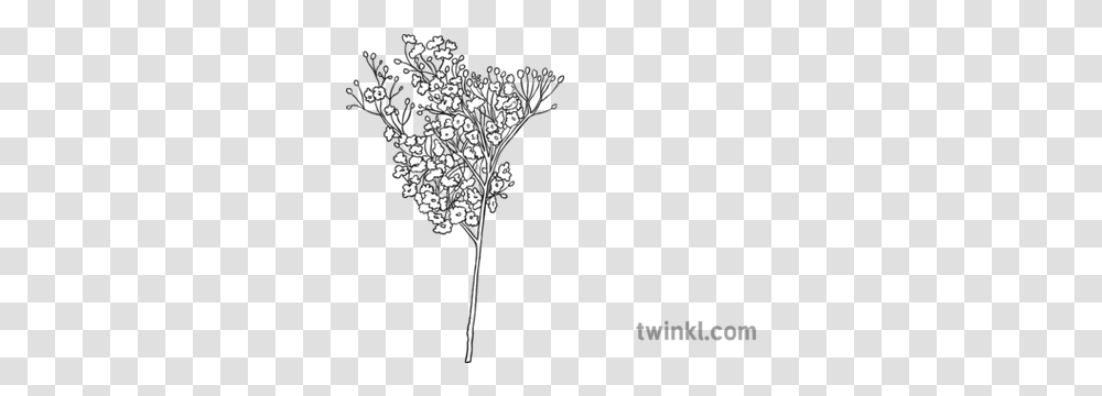 Babys Breath Flowers Black And White 1 Black And White Baby Breath, Pattern, Fractal, Ornament, Graphics Transparent Png