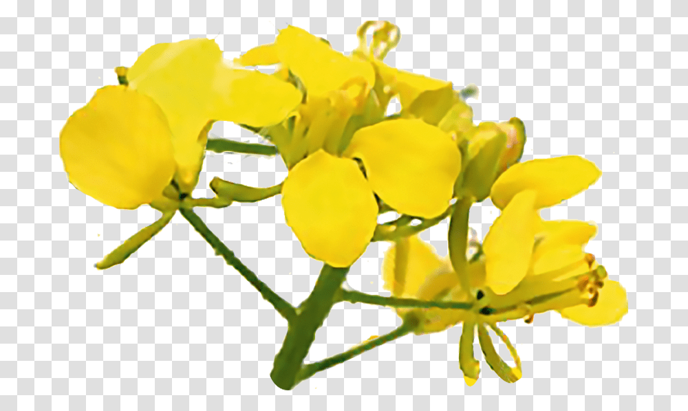Bach Flowers Mustard, Plant, Petal, Leaf, Food Transparent Png