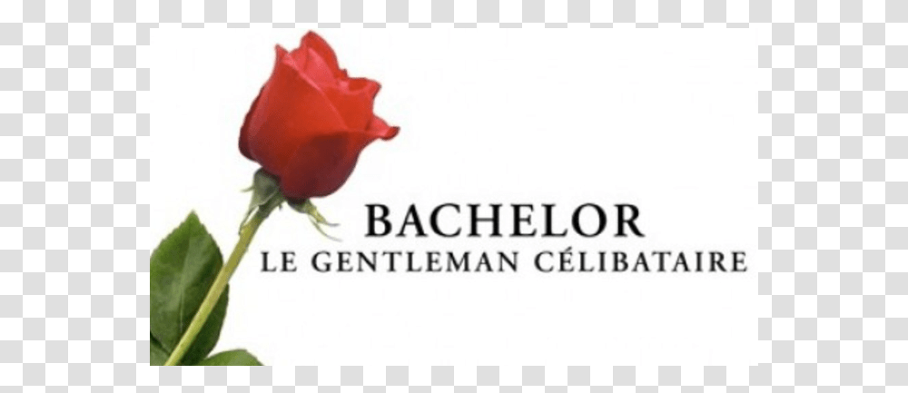 Bachelor Le Gentleman, Rose, Flower, Plant, Blossom Transparent Png