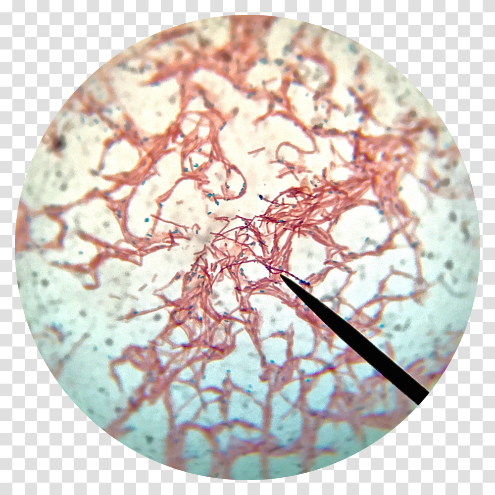 Bacillus Subtilis Endospore Stain Transparent Png