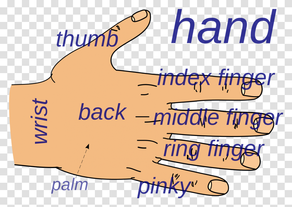 Back Of Hand Name Of Hand Part, Word, Alphabet, Poster Transparent Png