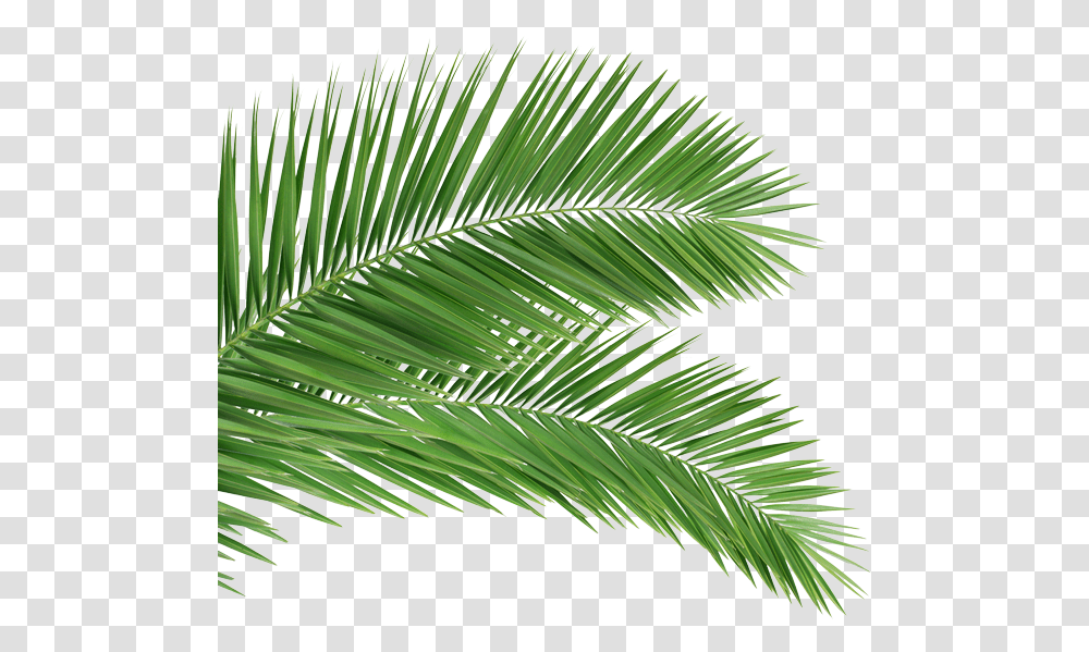 Back Palm Tree Branch Full Size Download Seekpng Palm Sunday 2020, Green, Leaf, Plant, Fern Transparent Png