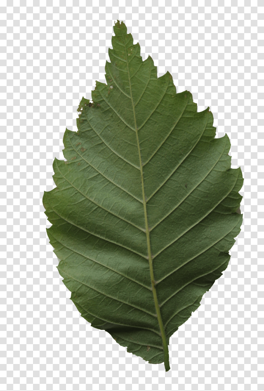 Back Side Leaf Free Cut Out People Trees And Leaves, Plant, Veins Transparent Png