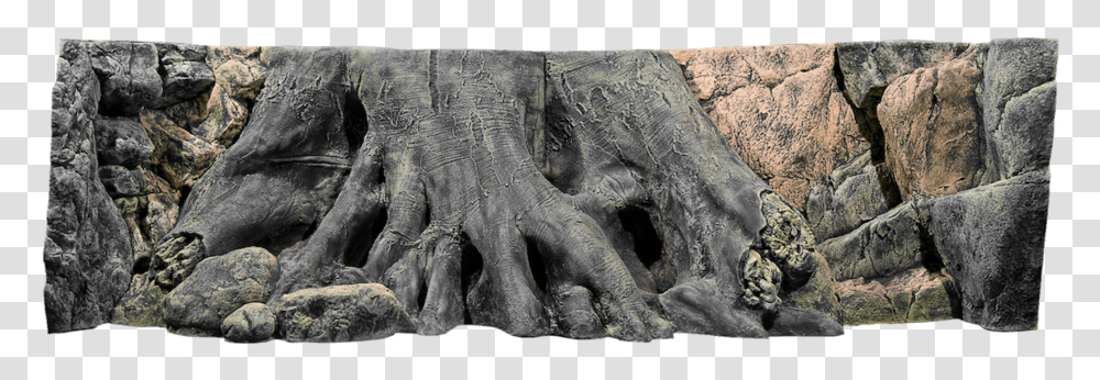 Back To Nature Amazonas 3d Background Type Back To Nature Amazonas 200 X, Plant, Tree, Tree Trunk, Root Transparent Png