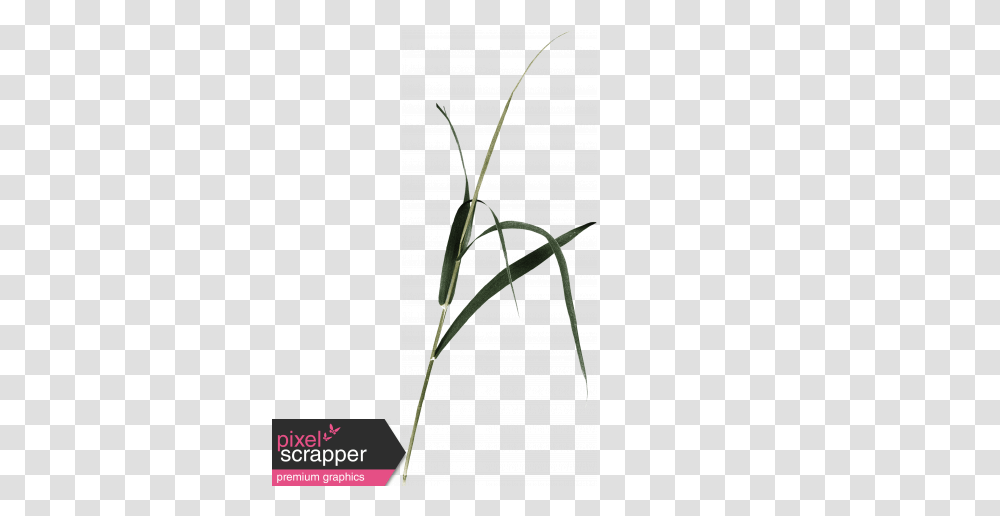 Back To Nature, Plant, Page, Paper Transparent Png