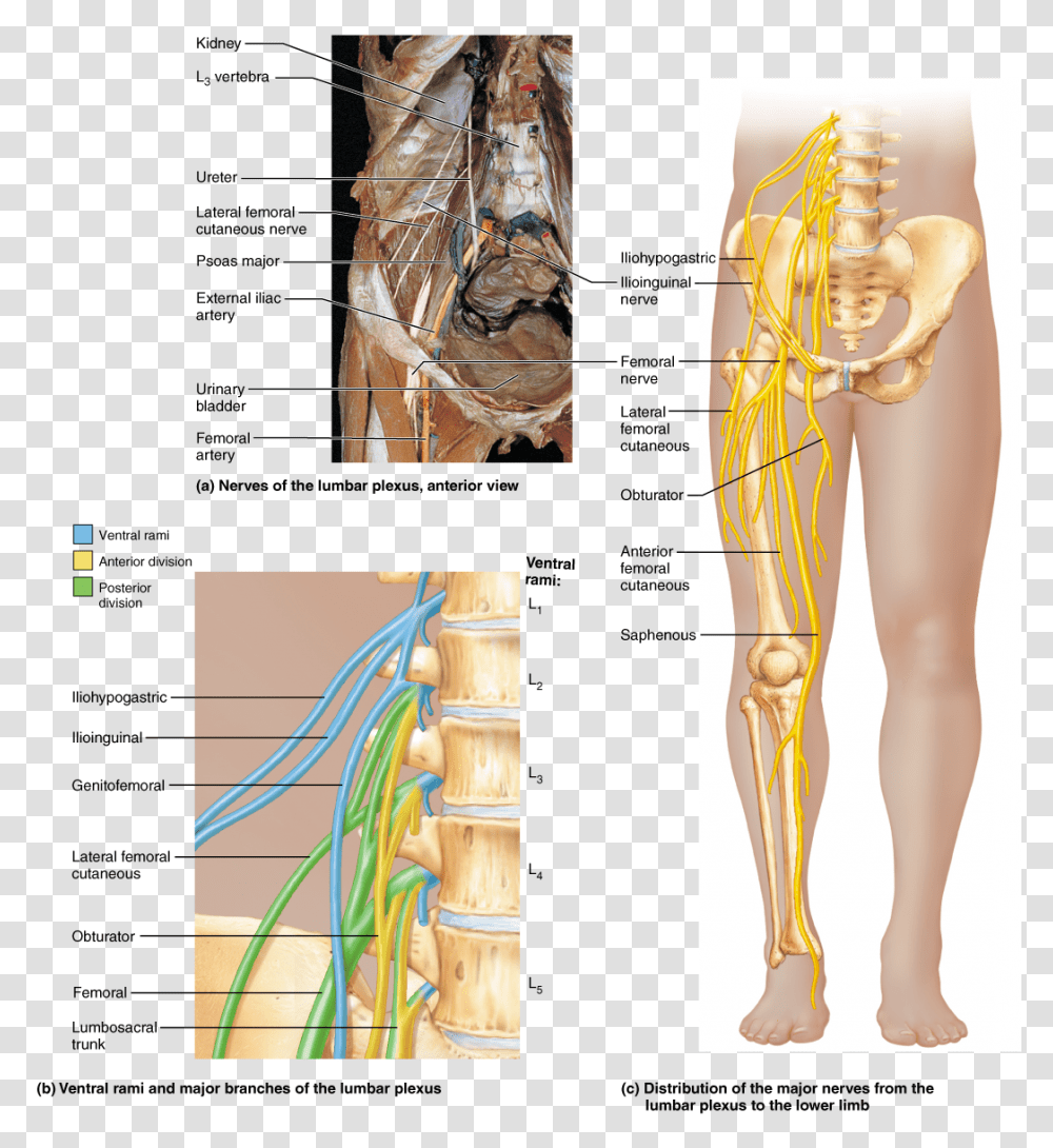Back Wing Bone Spine Lumbar Plexus In Body, Diagram, Plot, Person, Human Transparent Png