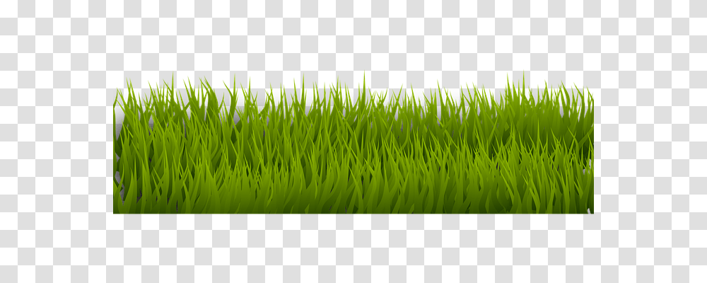 Background Nature, Grass, Plant, Ball Transparent Png