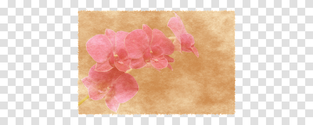 Background Emotion, Petal, Flower, Plant Transparent Png