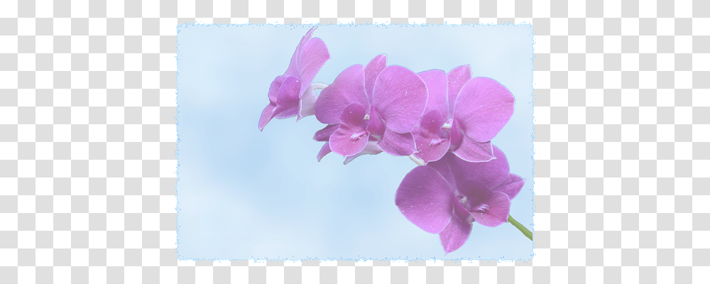 Background Emotion, Plant, Flower, Blossom Transparent Png