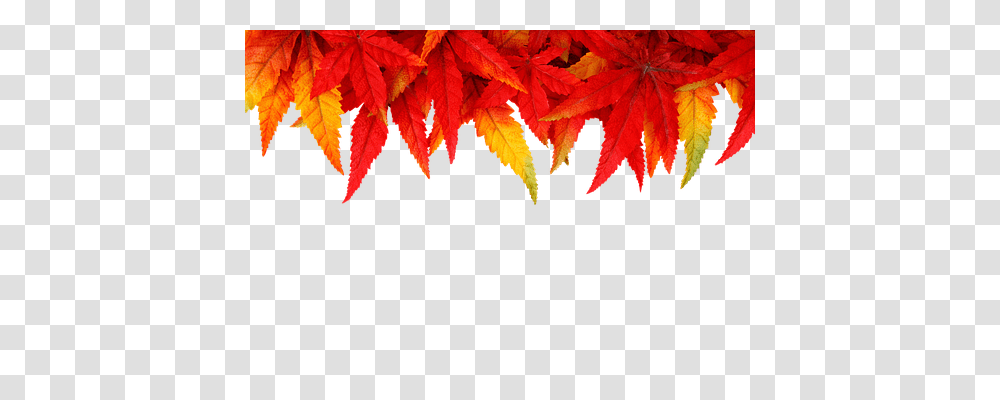 Background Leaf, Plant, Tree, Maple Leaf Transparent Png