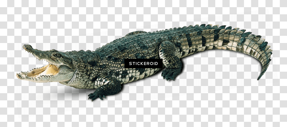 Background Alligator, Lizard, Reptile, Animal, Crocodile Transparent Png
